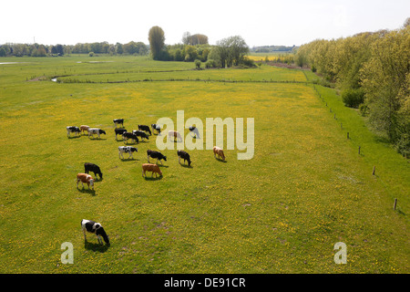 Hamm, Deutschland, grasen junge Rinder in den Lippeauen Stockfoto