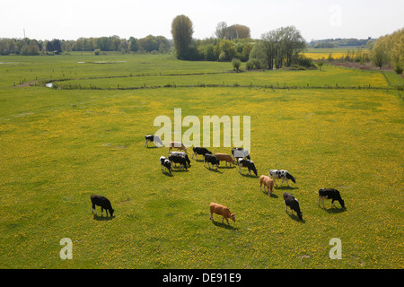 Hamm, Deutschland, grasen junge Rinder in den Lippeauen Stockfoto