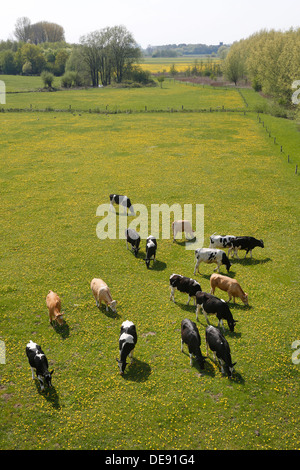 Hamm, Deutschland, grasen junge Rinder in den Lippeauen Stockfoto