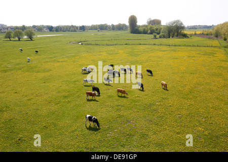 Hamm, Deutschland, grasen junge Rinder in den Lippeauen Stockfoto