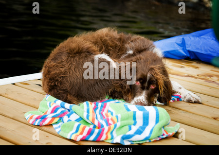 Springer Spaniel Hund Handauflegen ein Dock mit einem gestreiften Strandtuch Stockfoto