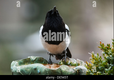 Eurasische Elster / Europäische Elster / gemeinsame Elster (Pica Pica) Trinkwasser von Vogeltränke / Vogelbad im Garten Stockfoto