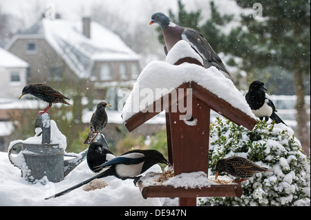 Stare (Sturnus Vulgaris), Elstern (Pica Pica) und Ringeltaube bei der Fütterung im Garten Vogelhäuschen während der Schneedusche im winter Stockfoto