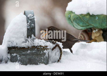 Amsel / eurasische Amsel (Turdus Merula) weiblich Fütterung auf Vogel Tisch im Garten im Schnee im Winter Stockfoto