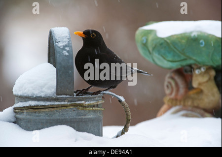 Amsel / eurasische Amsel (Turdus Merula) männlich thront auf Metall Gießkanne im Garten im Schnee im Winter Stockfoto