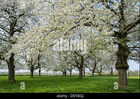 Obstgarten mit Kirsche Bäume im Frühjahr blühenden (Prunus Avium) Stockfoto