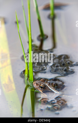 Europäischen gemeinsamen braunen Frösche (Rana Temporaria) paar in Amplexus schwimmende unter Frosch Laichen im Teich im Frühjahr Stockfoto