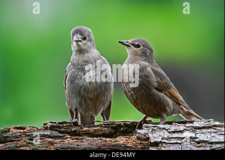 Zwei gemeinsame Starling / europäischen Stare (Sturnus Vulgaris) die Jungvögel thront im Baum im Frühling Stockfoto