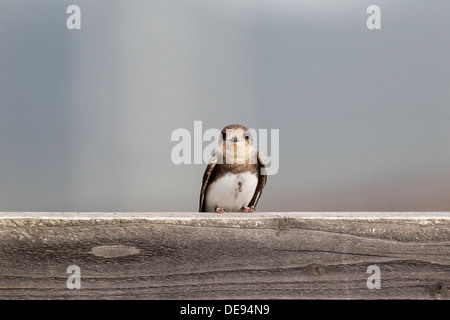 Sand Martin Riparia Riparia, einziger Vogel auf Zaun, Warwickshire, August 2013 Stockfoto