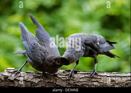 Western Dohle / Europäische Dohlen (Corvus Monedula / Coloeus Monedula) junge im Baum betteln Altvogel für Lebensmittel Stockfoto