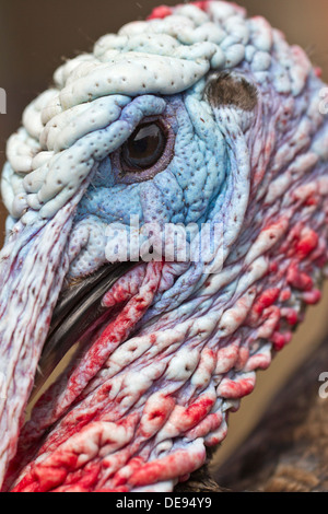 Schuss in den Kopf des einen Truthahn (Meleagris Gallopavo) mit fangen Licht im Auge hautnah. Stockfoto