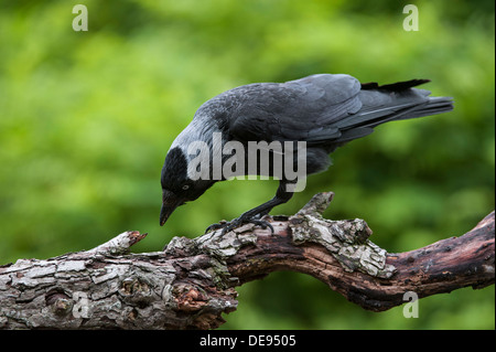 Western Dohle / Europäische Dohle (Corvus Monedula / Coloeus Monedula) Blick von Ast im Baum Stockfoto