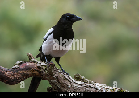 Eurasische Elster / Europäische Elster / gemeinsame Elster (Pica Pica) thront auf Zweig Stockfoto