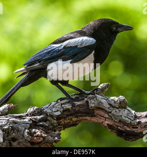 Eurasische Elster / Europäische Elster / gemeinsame Elster (Pica Pica) thront auf Zweig Stockfoto