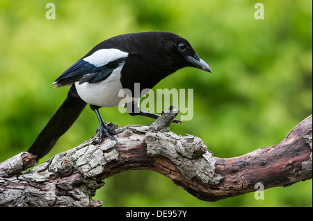 Eurasische Elster / Europäische Elster / gemeinsame Elster (Pica Pica) thront auf Zweig Stockfoto