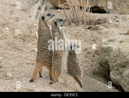 Vater, Mutter und Welpen Erdmännchen Suricata Suricatta. Stockfoto