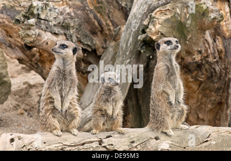 Mutter, Vater und Pup Erdmännchen, Suricata-Suricatta. Stockfoto