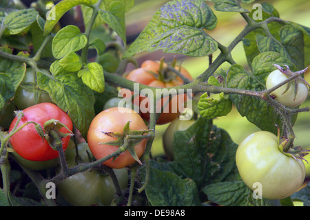 Tomaten Reifen am Rebstock Stockfoto