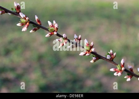 Zweig mit ungeöffneten Knospen der Prunus Tomentosa Blumen Stockfoto