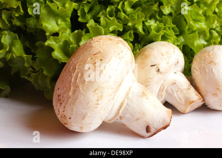 schöne Agaric und bereit für das Kochen der Kopfsalat Stockfoto