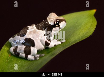 Amazon Milch Frosch auf Blatt Stockfoto