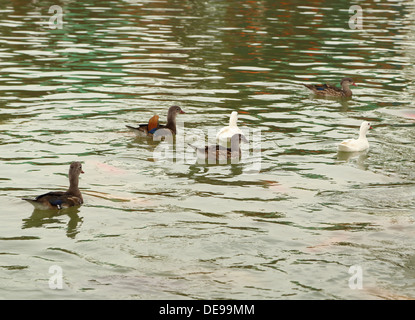 Ente im Teich schwimmen Stockfoto