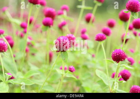 Nahaufnahme des Globus Amaranth oder Gomphrena Globosa Blume Stockfoto