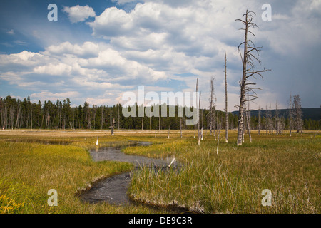 Tote Bäume stehen in Yellowstone - Feuer verwüsteten Wald 1988 Stockfoto