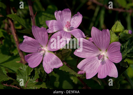 Moschusmalve (Malva Moschata) in Blüte neben einer englischen Landstraße Stockfoto