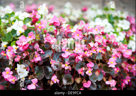 blühende Begonia Semperflorens Klumpen Stockfoto