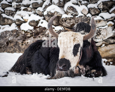 Ein Yak, sitzen auf dem Schnee zu einer kleinen Himalaya-Regelung. Stockfoto