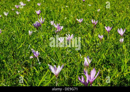 Blühende Herbstzeitlose (Colchicum Autumnale) in eine Wiese, Spätsommer, Herbst Stockfoto