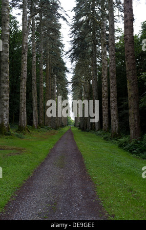 Langen Spaziergang zwischen hohen Bäumen auf Woodstock Anwesen, Inistioge, Kilkenny, Irland Stockfoto