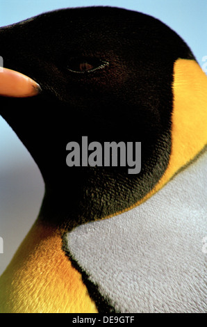 Königspinguin (Aptenodytes patagonicus), Federn und Farben, Salisbury Plain, Bay of Isles, South Georgia Island, Sub Antarctic Island, Südatlantik Stockfoto