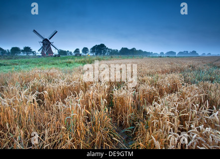 Weizenfeld und windmillin Sommermorgen, Groningen, Holland Stockfoto