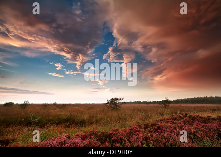 schwere regen Wolken über Sumpf mit Heidekraut bei Sonnenuntergang Stockfoto