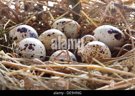 Wachteleier in einem Nest aus Heu Nahaufnahme Stockfoto