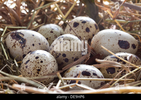 Wachteleier in einem Nest aus Heu Nahaufnahme Stockfoto