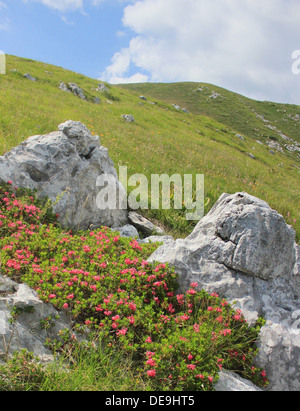 Große Lorbeerblumen (Rhodendron) alpine Wiesenlandschaft am Berg Kobariski Stol, Alpe Adria Trail, Julische Alpen, Juliana, Slowenien, Mitteleuropa Stockfoto