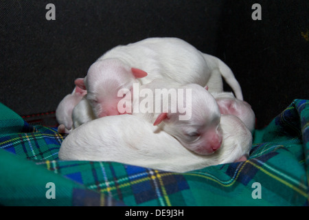 Niedliche verloren Malteser Welpen Welpen Hund zusammengerollt im Bett auf Decke tartan Stockfoto