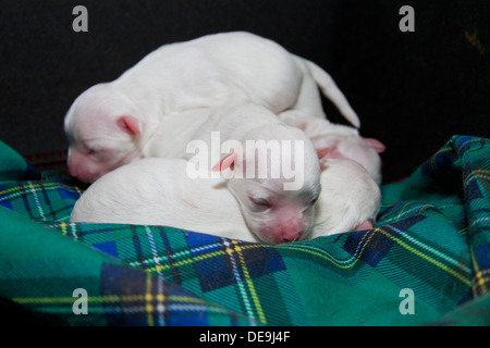 Niedliche verloren Malteser Welpen Welpen Hund zusammengerollt im Bett auf Decke tartan Stockfoto