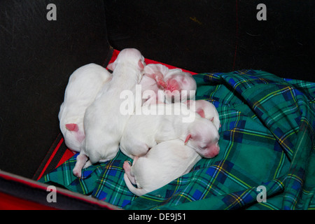 Niedliche verloren Malteser Welpen Welpen Hund zusammengerollt im Bett auf Decke tartan Stockfoto