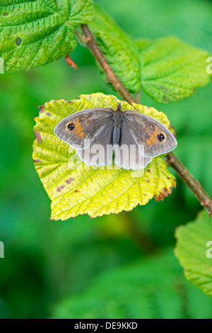 Wiese braun Schmetterling (Maniola Jurtina) Stockfoto