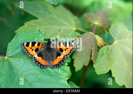 Kleine Schildpatt Schmetterling (Aglais Urticae) UK Stockfoto