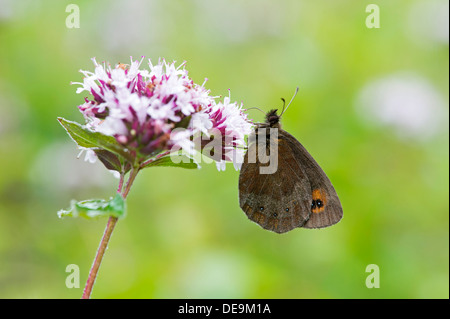 Scotch Argus Schmetterling (Erebia Aethiops) Stockfoto