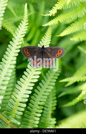 Scotch Argus Schmetterling (Erebia Aethiops) UK Stockfoto