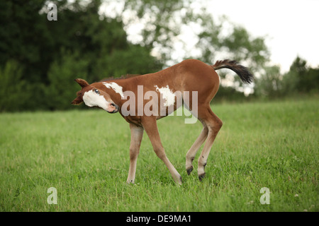 Schön Paint Horse Stutfohlen läuft auf Weideflächen im Sommer Stockfoto