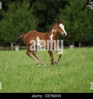 Schön Paint Horse Stutfohlen läuft auf Weideflächen im Sommer Stockfoto