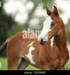 Porträt von schöne Paint Horse Stutfohlen mit blauen Auge im Sommer Stockfoto
