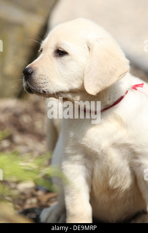 Entzückende Crème Labrador Retriever Welpen im Sommer Stockfoto